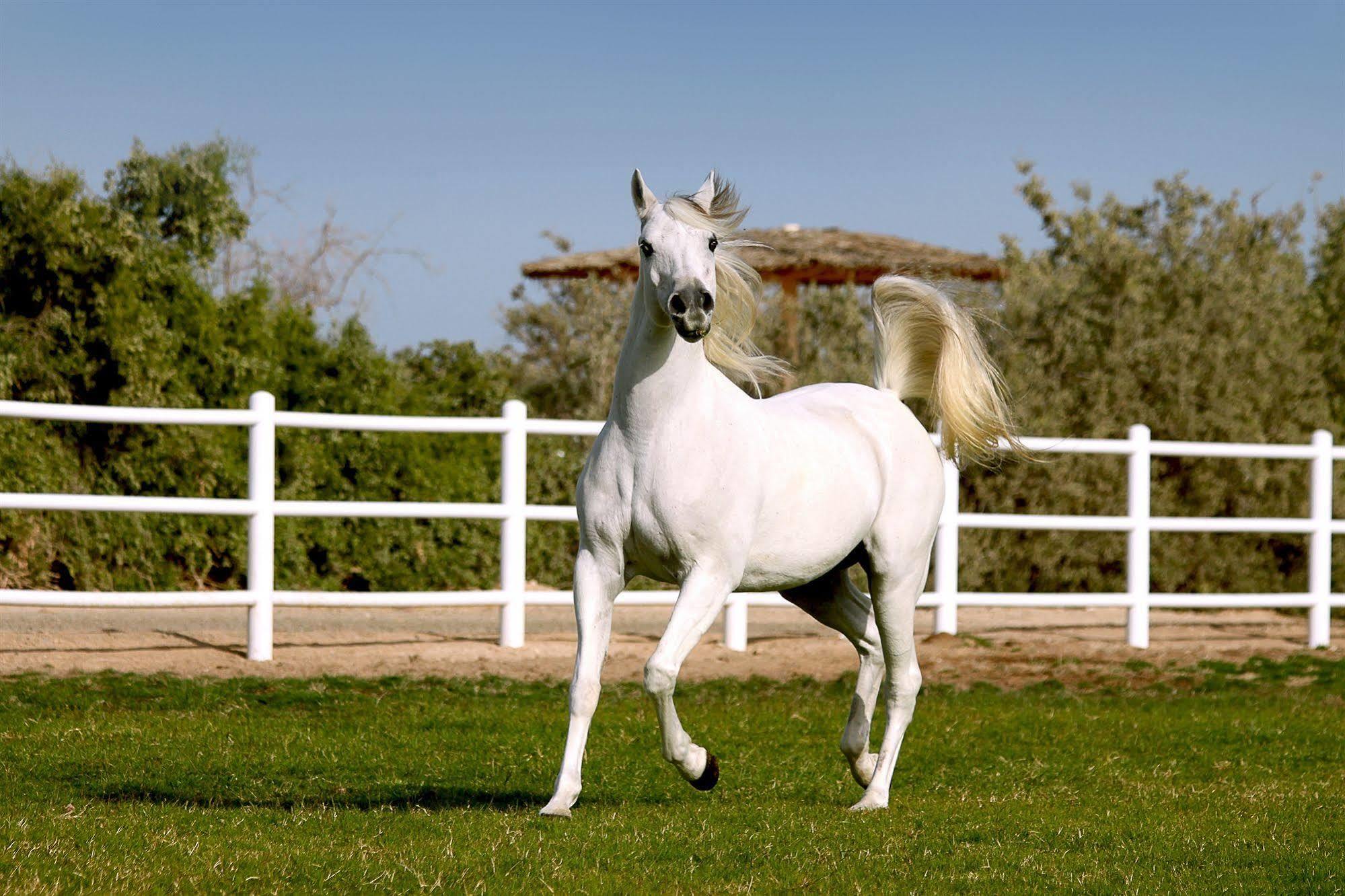 Anantara Sir Bani Yas Island Al Sahel Villas Zahr Eksteriør billede